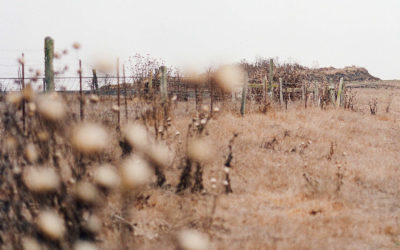 Emotionally abusive, Narcissistic and Co-dependent relationship treatment